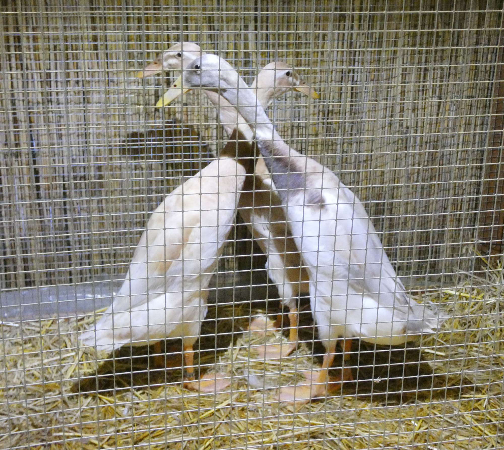 2022-10-31-BI-bia-Kleintierschau-+ SP Laufenten_ständig in Bewegung (2)