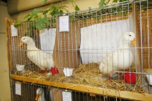 2022-10-31-BI-bia-Kleintierschau-+ SP Pekingenten_ganz schön groß und bildschön