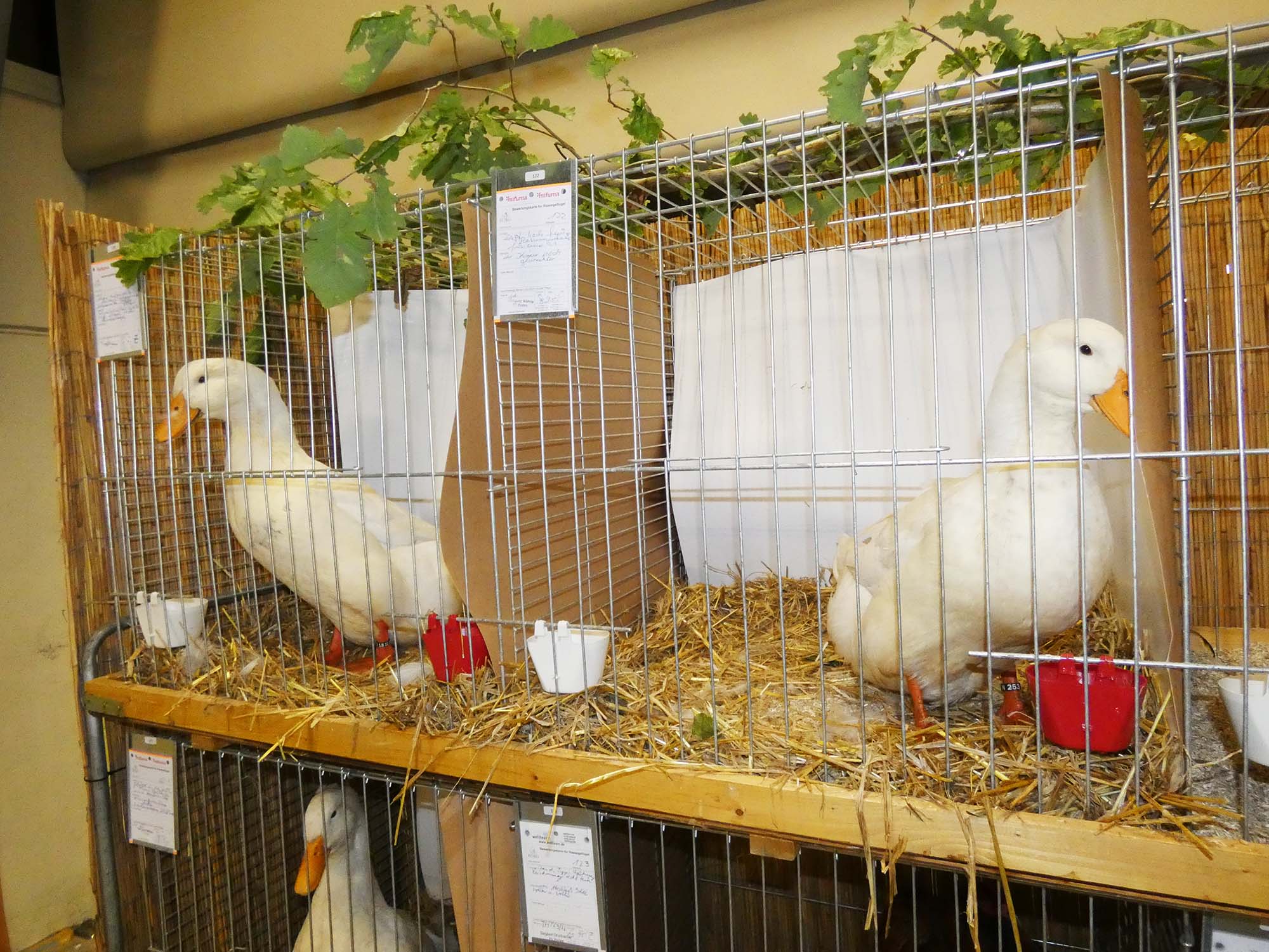 2022-10-31-BI-bia-Kleintierschau-+ SP Pekingenten_ganz schön groß und bildschön