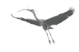 2023-2-8-BI-Helmut Krannich-Graureiher in Biberach-Bild (1)