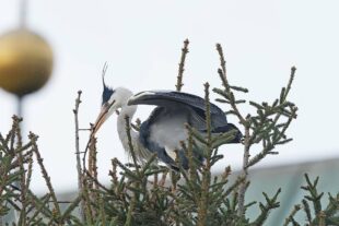 2023-2-8-BI-Helmut Krannich-Graureiher in Biberach-Bild (2)