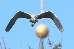 2023-2-8-BI-Helmut Krannich-Graureiher in Biberach-Bild (4)