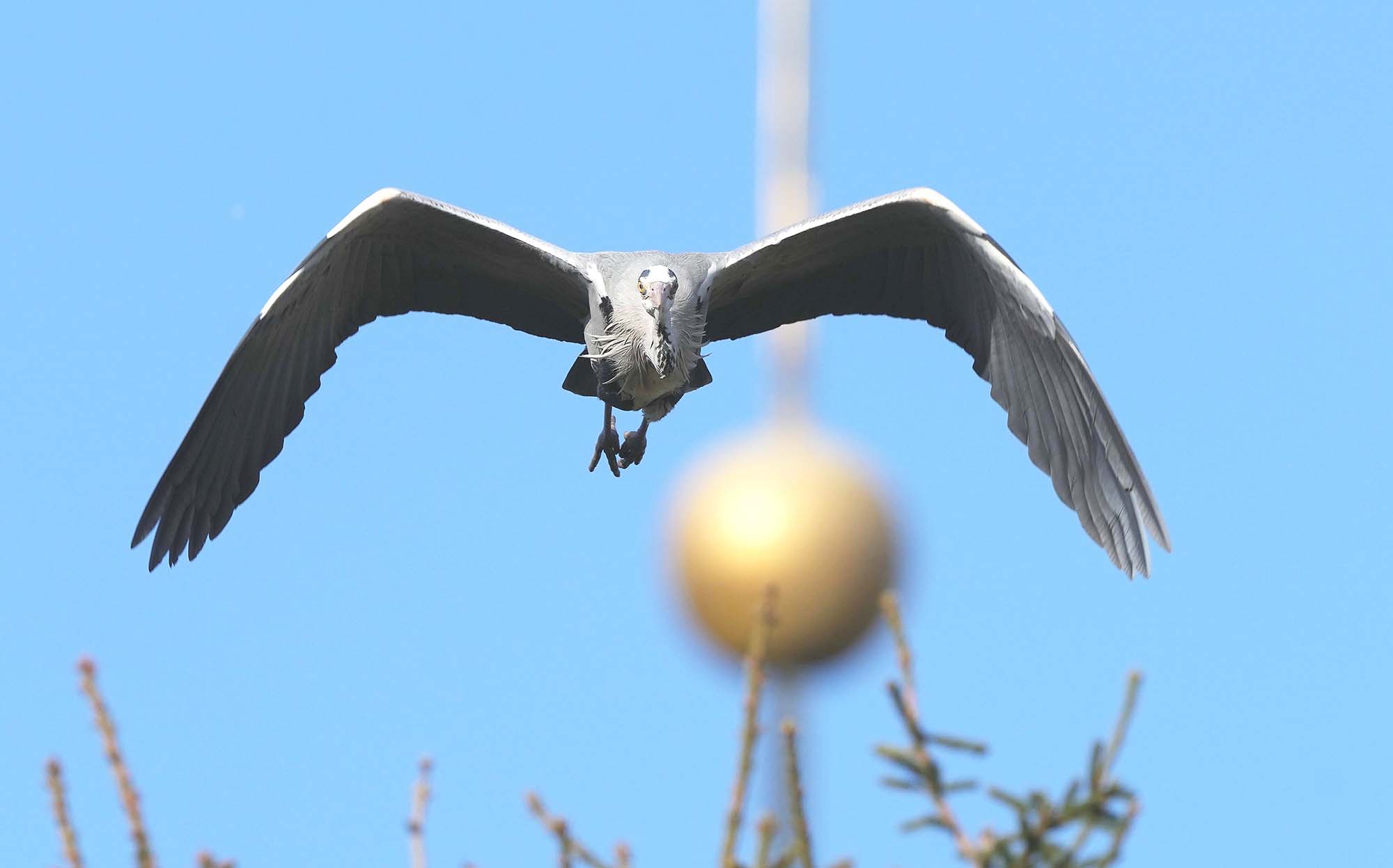 2023-2-8-BI-Helmut Krannich-Graureiher in Biberach-Bild (4)
