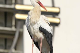 2023-2-8-BI-Helmut Krannich-Graureiher in Biberach-Bild (5)