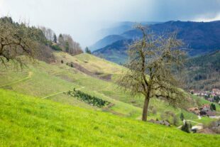 2023-3-31-NO-Dagmar Vollmer-SWV NO-Wanderung Bermersbach_MG_1165032923