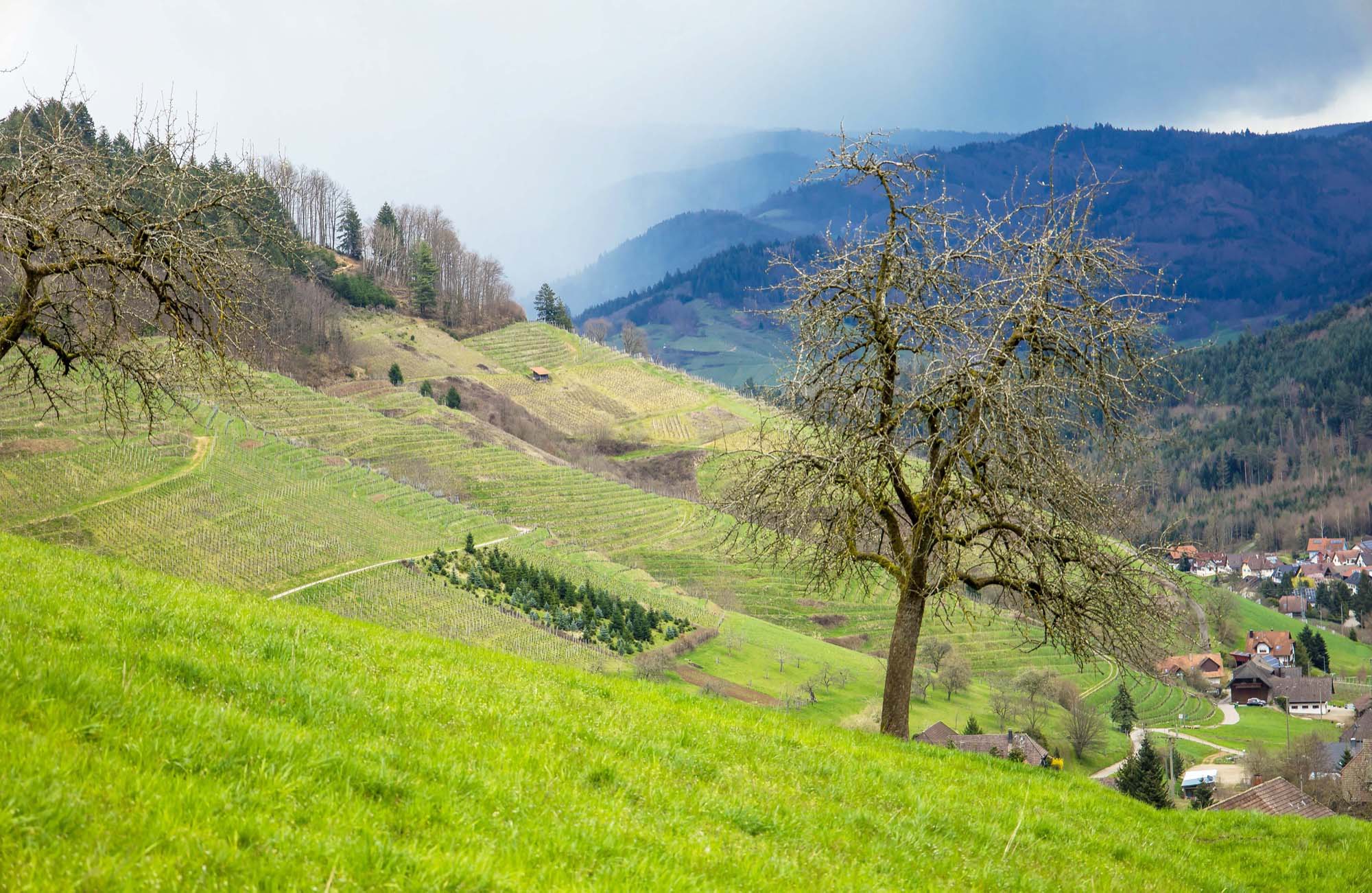 2023-3-31-NO-Dagmar Vollmer-SWV NO-Wanderung Bermersbach_MG_1165032923