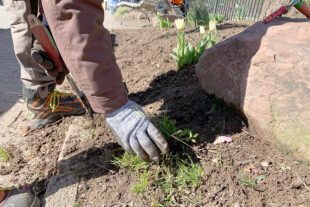 2023-4-12-NO-bke- Wir pflanzen Zukunft es werden fleißige Ha_nde gebraucht!