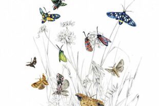 2023-4-28-GB-Museum-Fam_Widderchen_©JohannBrandstetter