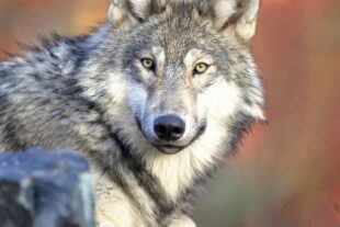 2023-4-3-NO-pixabay wolf-g6270e139f_1920