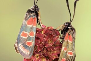 2023-4-6-GB-Ingo Arndt-DerGiftigste_Zygaena_carniolica ©IngoArndt www.ingoarndt.co