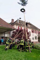 Feuerwehrkameraden schmückten das Dorf mit einem Maibaum