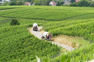 2023-6-26-ZE-UE-Andrea Huber- Landfrauen Planwagen 2023-06 Entersbacher Landfrauenausflug (42)