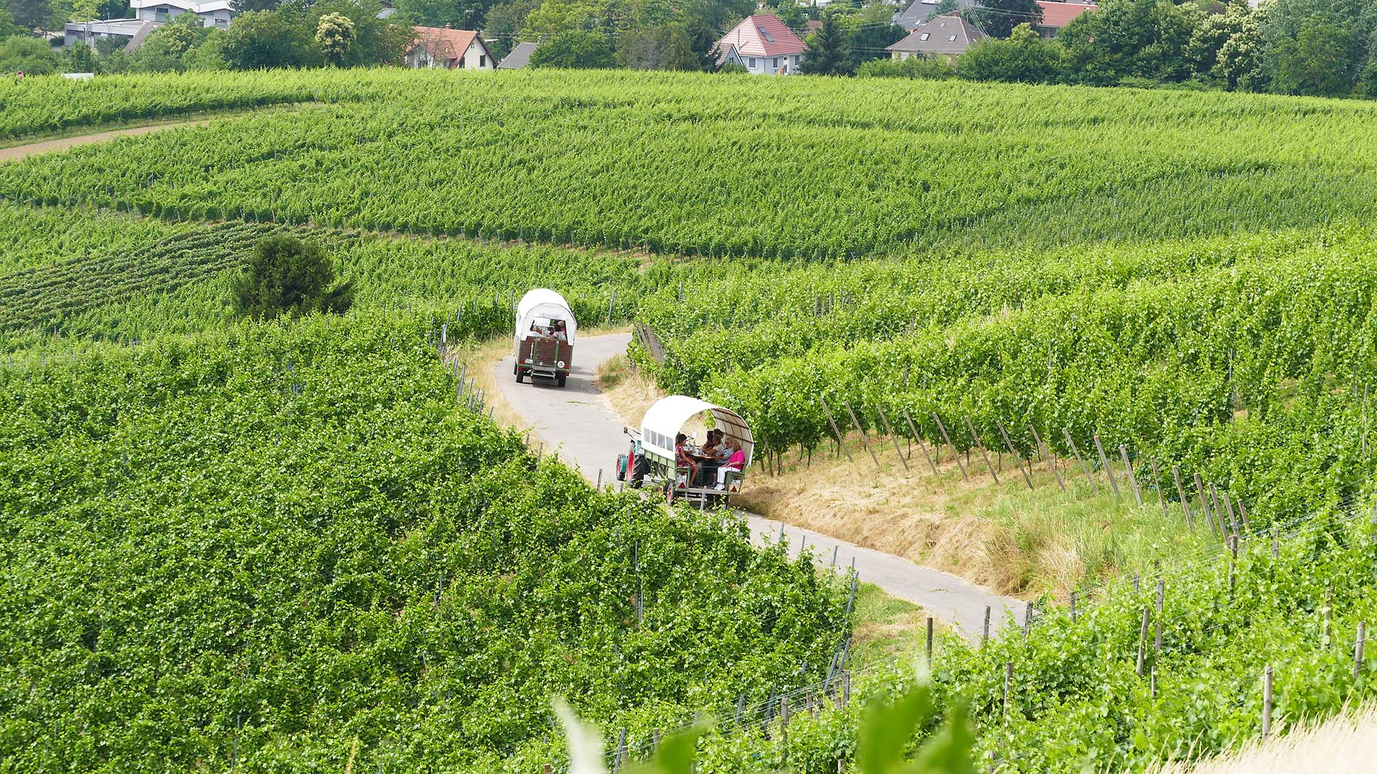 2023-6-26-ZE-UE-Andrea Huber- Landfrauen Planwagen 2023-06 Entersbacher Landfrauenausflug (42)
