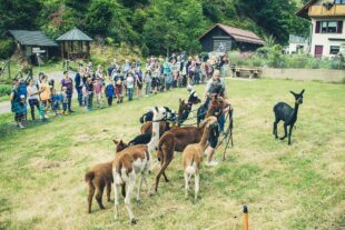 2023-7-5-NO-Arno Lehmann-SWV NO- Alpaka-WanderungIMG_2938