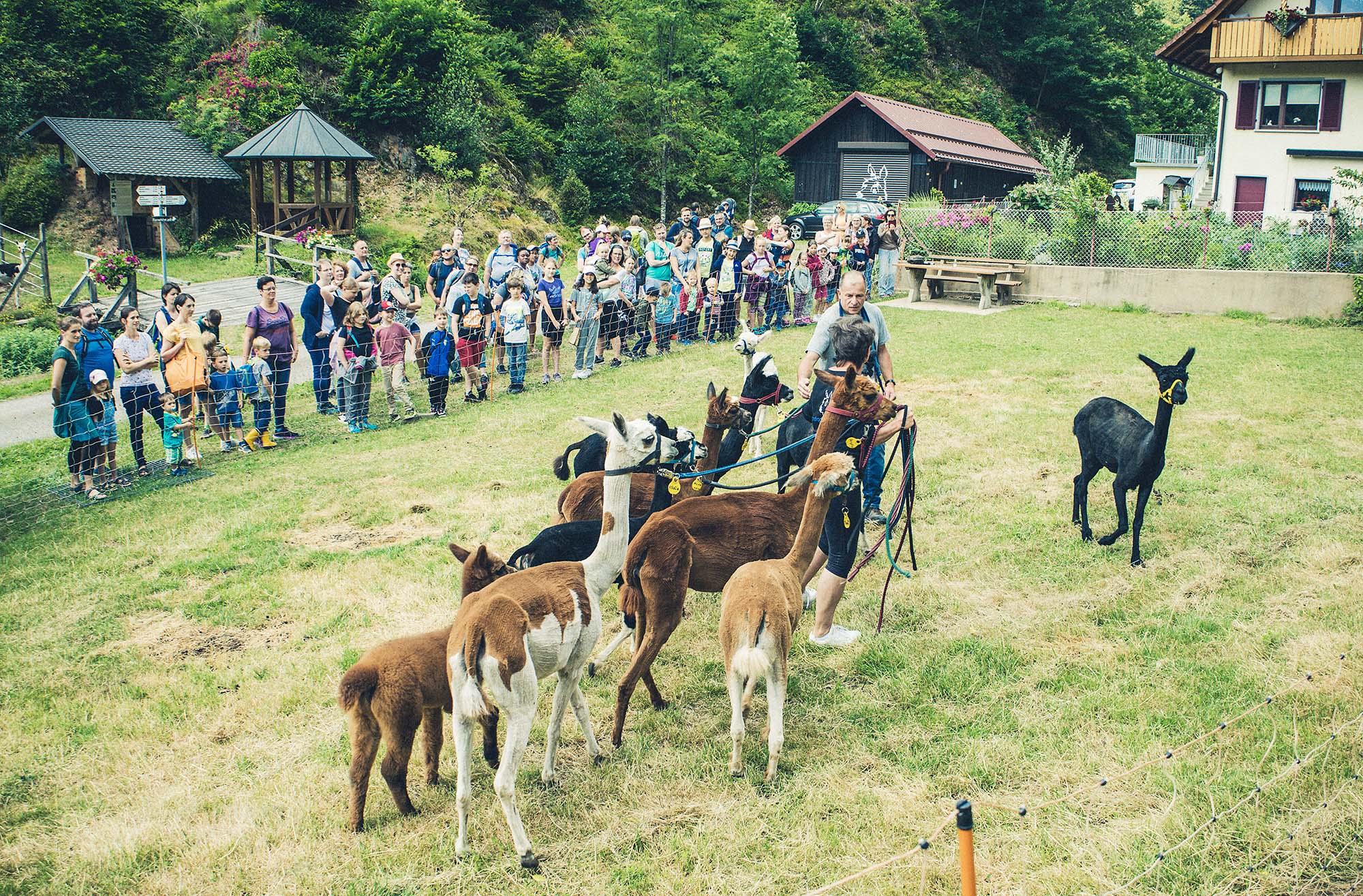 2023-7-5-NO-Arno Lehmann-SWV NO- Alpaka-WanderungIMG_2938
