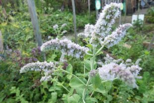 2023-8-23-NO-bia-Heidenbühlhof-und-SP Apfelminze