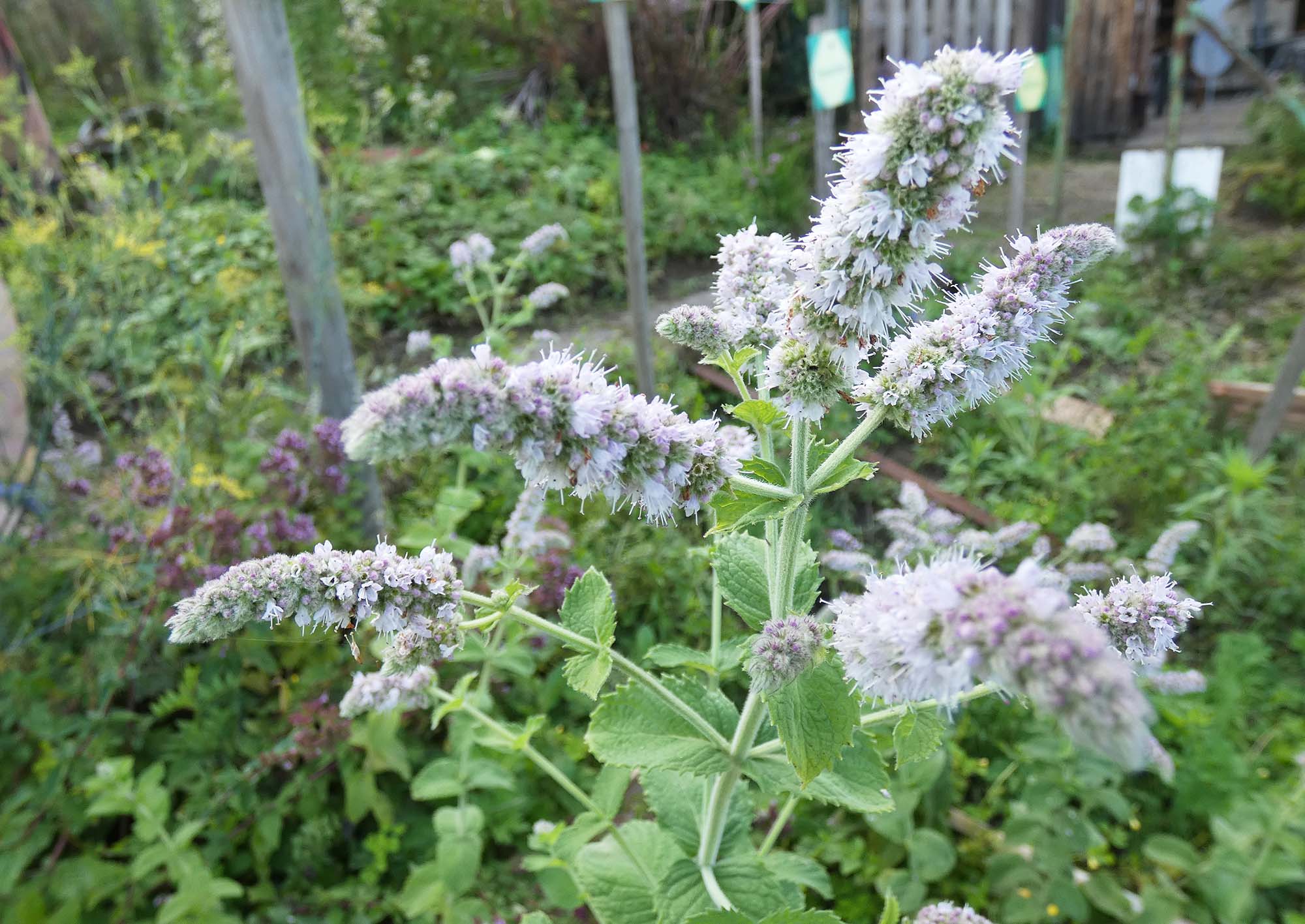 2023-8-23-NO-bia-Heidenbühlhof-und-SP Apfelminze