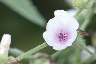 2023-8-23-NO-bia-Heidenbühlhof-und-SP Malve