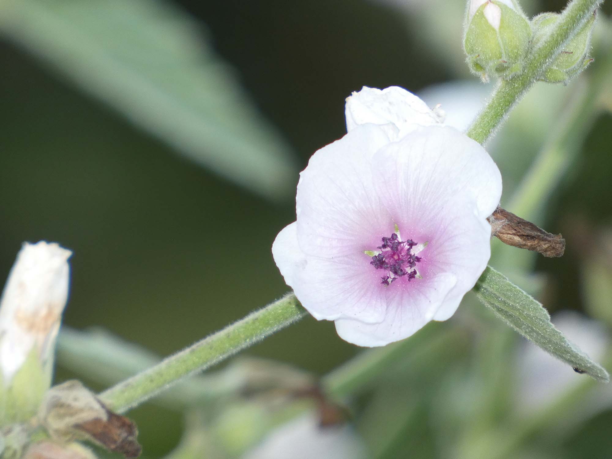 2023-8-23-NO-bia-Heidenbühlhof-und-SP Malve