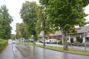 Einzelne Bäume werden gefällt