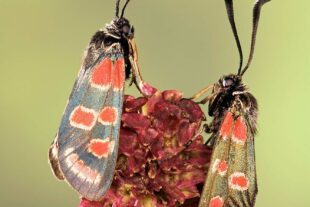 2023-9-1-GB-Haus Löwenberg-DerGiftigste_Zygaena_carniolica ©IngoArndt www.ingoarndt.co