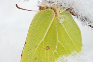 2023-9-1-GB-Haus Löwenberg-ÜberlebenskünstlerZitronenfalter ©IngoArndtwww.ingoarndt.com