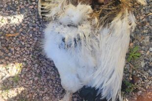 2023-9-15-BI-privat-Grabschändung-1000025519