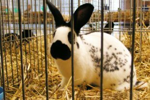 MINOLTA DIGITAL CAMERA