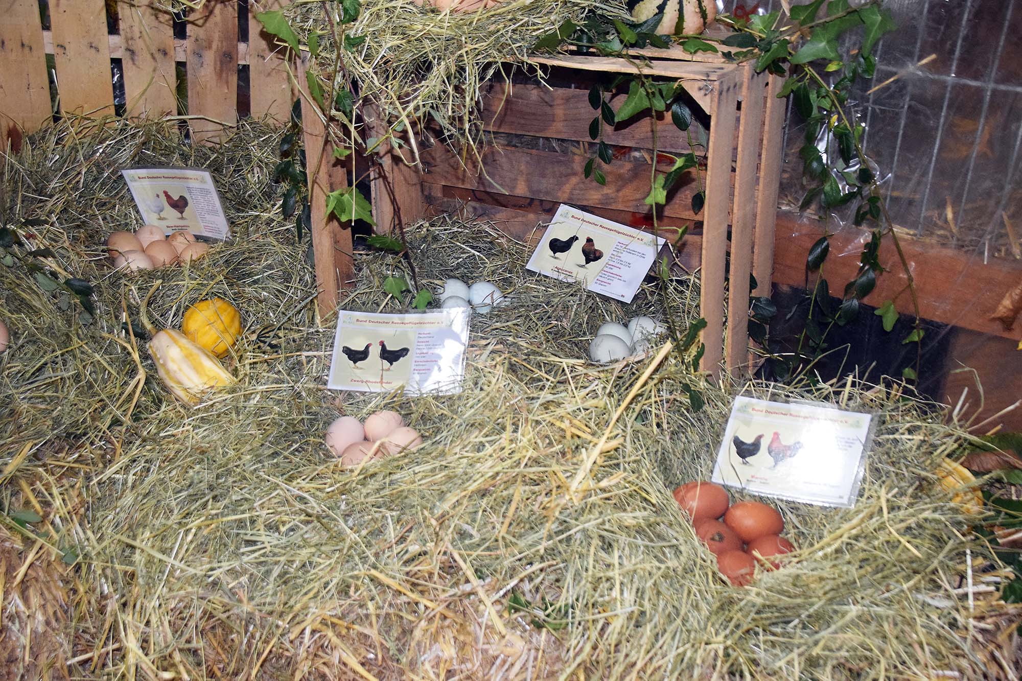 2023-10-23-NO-hv- Kleintierausstellung DSC_0578