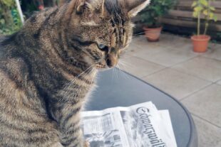 2023-10-27-BI-Uwe Jost- Katze Willi liest Zeitung-IMG_20231024_161153
