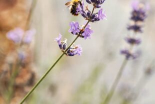 2023-10-6-ZE-UE-Anja Streif-Bienenmartin-Honigbiene