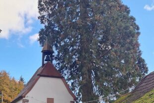 2023-11-15-NO-privat-Mühlstein Baumfällung-20231108_150257