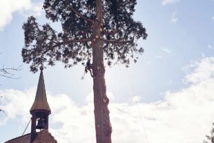 2023-11-15-NO-privat-Mühlstein Baumfällung-20231110_120016