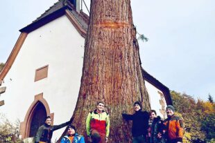 2023-11-15-NO-privat-Mühlstein Baumfällung-IMG-20231110-WA0055