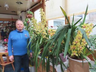 Orchideenpracht bei Hans Brosemer