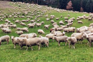 2024-2-19-NO-hv-Wanderschafe IMG_20240218_164704