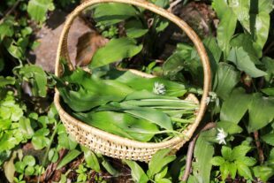 2024-3-1-OH-Tourist-Info-Bärlauch-Bärlauch sammeln