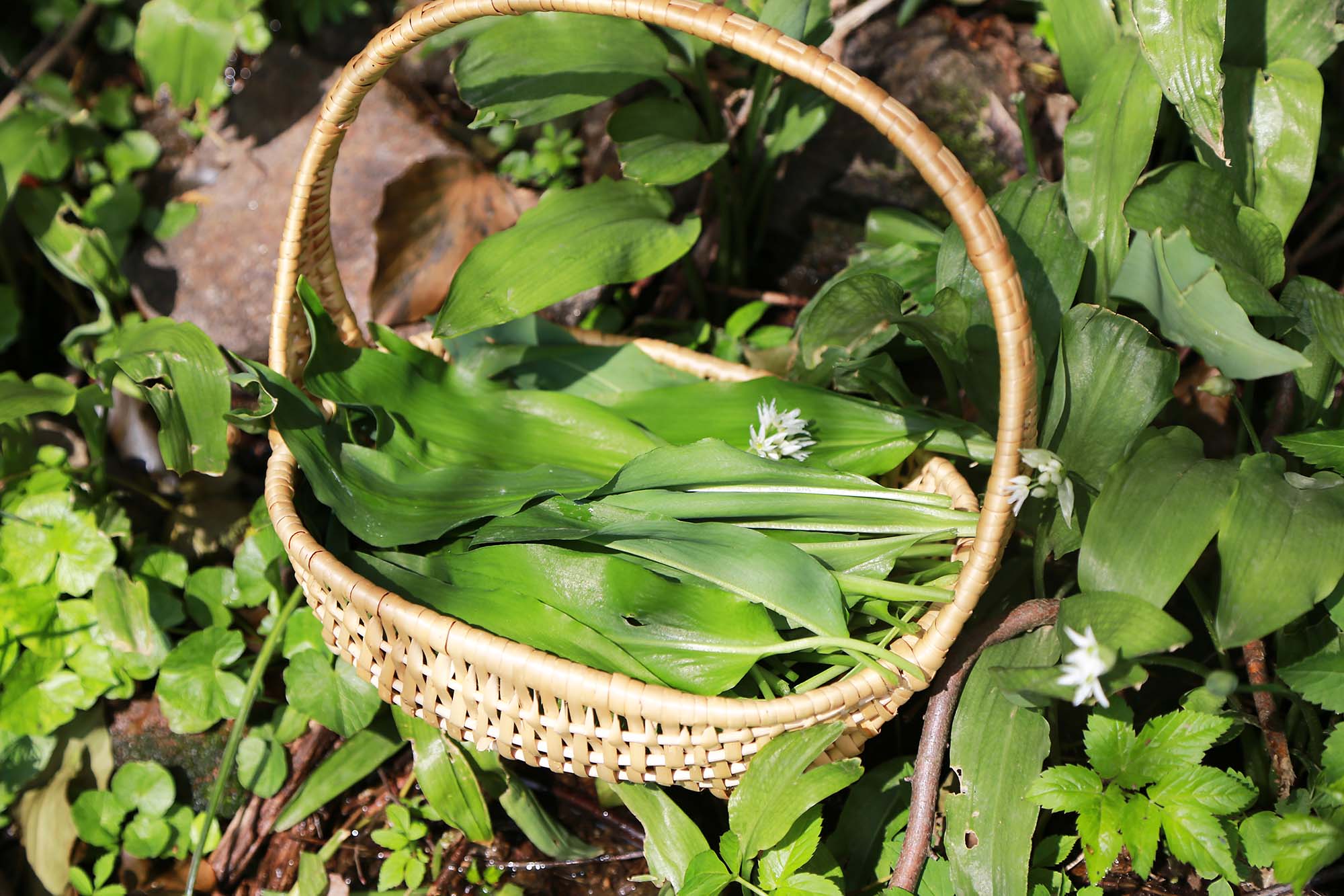 2024-3-1-OH-Tourist-Info-Bärlauch-Bärlauch sammeln