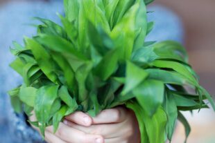 2024-3-1-OH-Tourist-Info-Bärlauch-IMG_1702