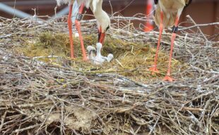 Vier Storchenkinder sind schon geschlüpft