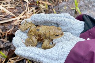 2024-4-8-BI-PB-Matteo Schilli-Krötenrettungsgruppe-6b940d87-9f9d-411b-8f4a-49ff4be8f28b