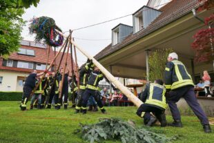2024-5-3-ZE-UE-Martin Huber-Maibaumstellen-Mit Holzstangen -sogenannte Schwalben- wird der Maibaum aufgestellt