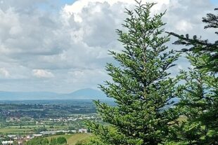 2024-6-12-NO-DAV-Seniorenwanderung-06_Ohlsbach_Blick auf den Ungerberg im Elsass