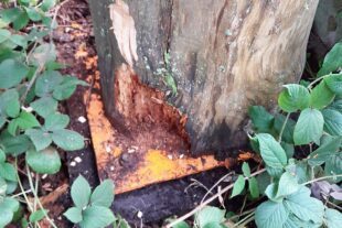 2024-6-26-OH-SWV OH-Bettelfraudenkmal-Restaurierung-Fäulnis Baumstamm Bild 1