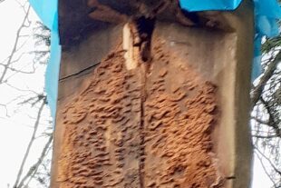 2024-6-26-OH-SWV OH-Bettelfraudenkmal-Restaurierung-Pilzbefall Kruzifix