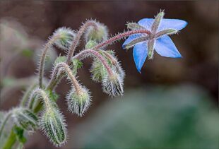 Grüße aus dem Sommer-Garten!