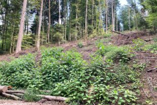 2024-9-13-OH-bia-Kermesbeere-und-Störfläche_Brandeck_2023_08_24_Palm