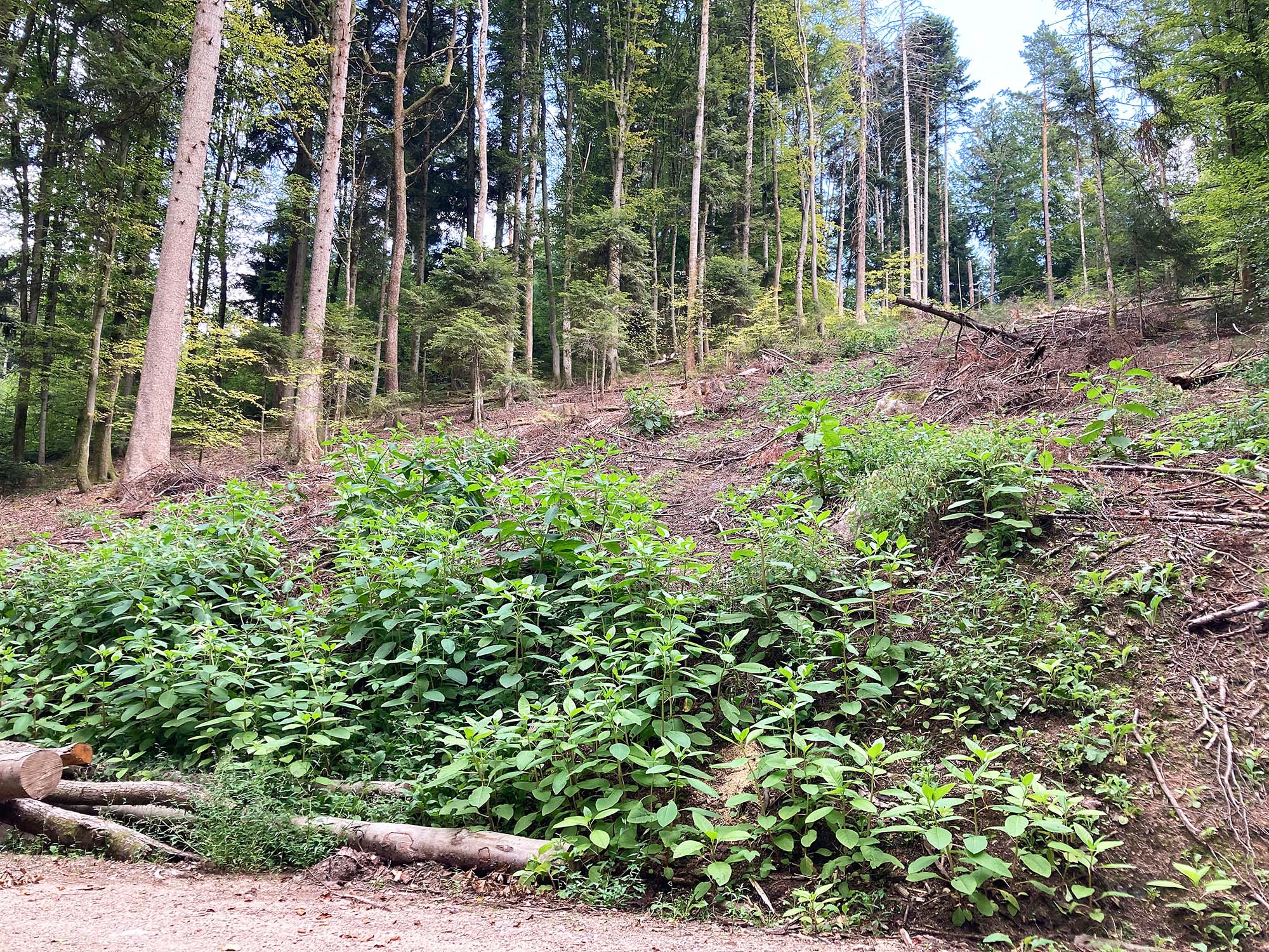 2024-9-13-OH-bia-Kermesbeere-und-Störfläche_Brandeck_2023_08_24_Palm