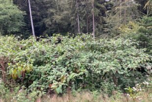 2024-9-13-OH-bia-Kermesbeere-und-mehrjährige Kermesbeeren_Brandeck_2023_08_24_Palm