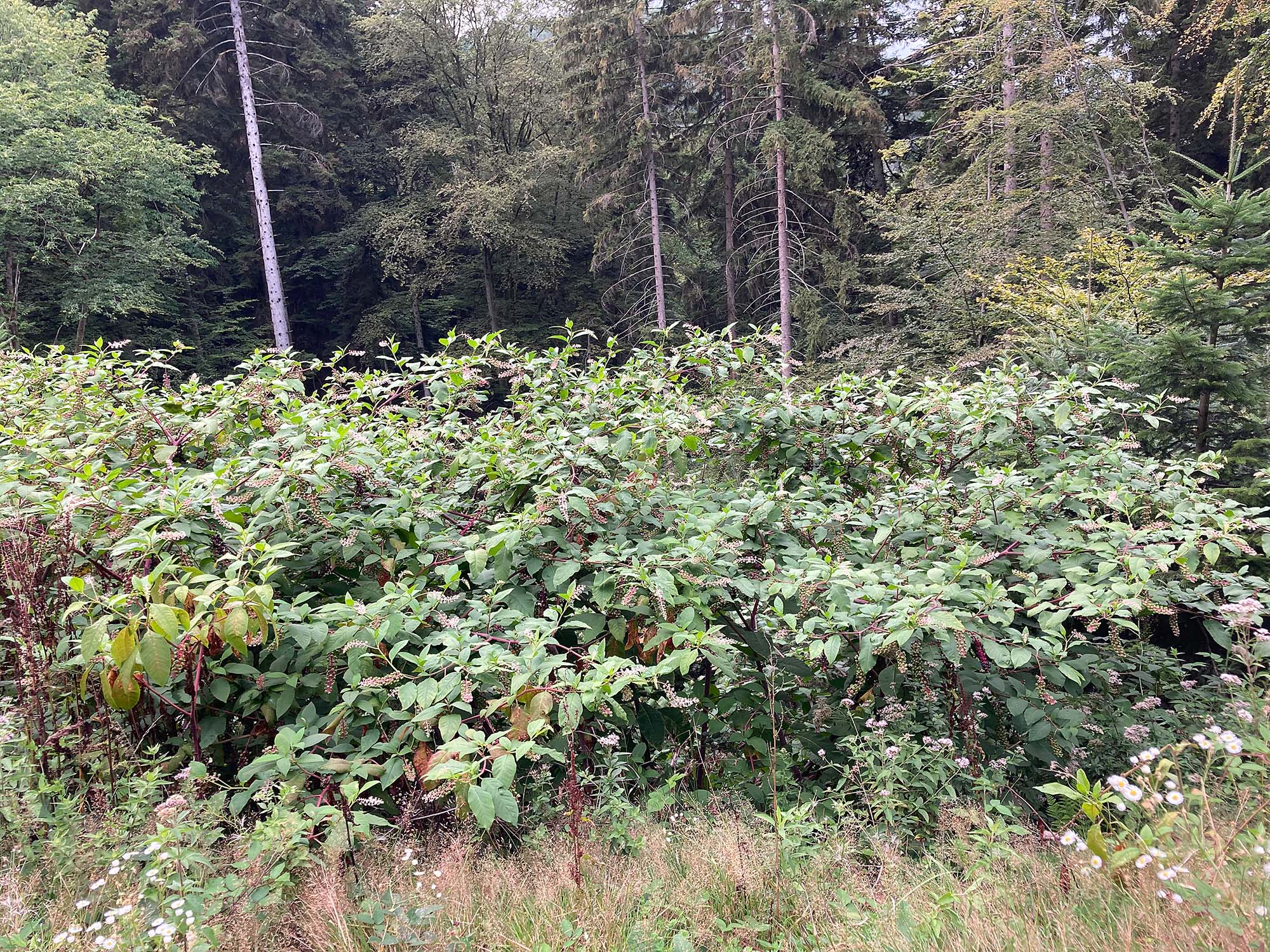 2024-9-13-OH-bia-Kermesbeere-und-mehrjährige Kermesbeeren_Brandeck_2023_08_24_Palm